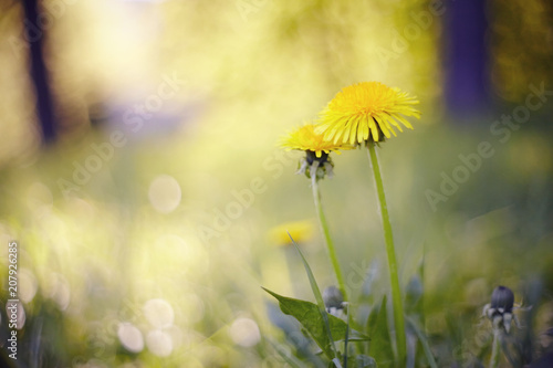 Fototapeta Naklejka Na Ścianę i Meble -  Background with a yellow flower - a dandelion