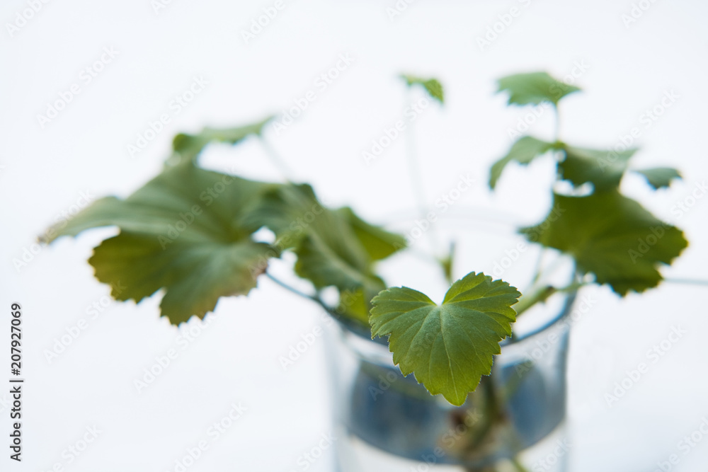 Obraz premium Spring nature background. Green nature with copy space using as background or wallpaper. Closeup nature view of green leaf in garden. Natural green plants landscape using as a background or wallpaper.