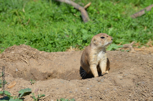 A prairie dog