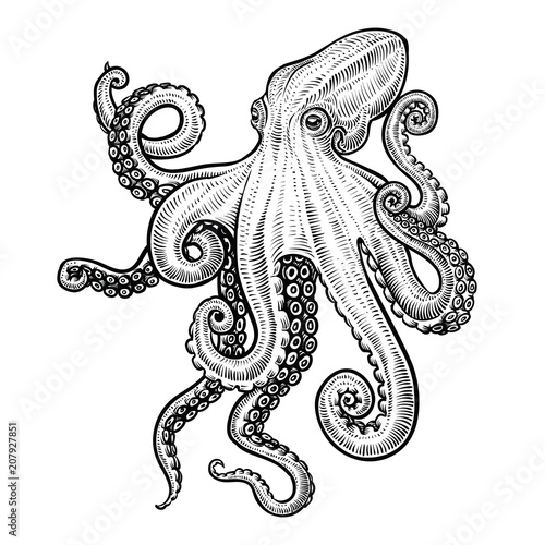 Octopus vector hand drawn illustration.