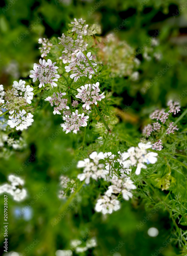 Coriander in bloom Coriander in bloom