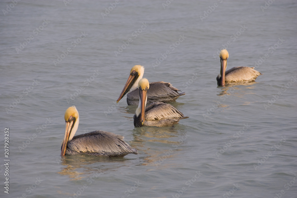 Four brown pelicans bobbing about on sea at daybreak, Celestun, Gulf of Mexico Four brown pelicans bobbing about on sea at daybreak, Celestun, Gulf of Mexico