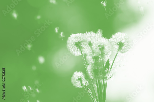 Fotografía Double exposure dandelions on blurred green background