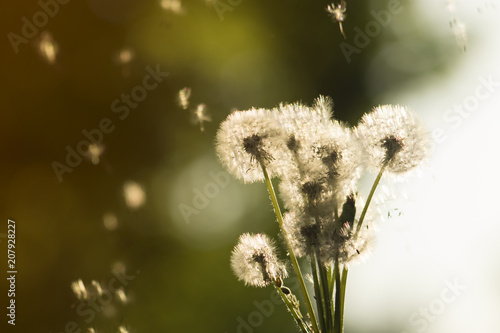 Fototapeta Naklejka Na Ścianę i Meble -  Dandelions on blurred background in the sunlight