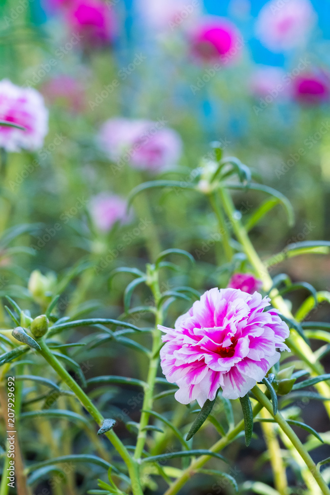 Fototapeta premium moss rose or purslane blooming in garden