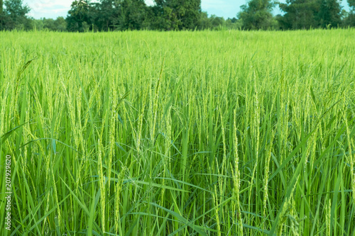 rice plants in paddy field