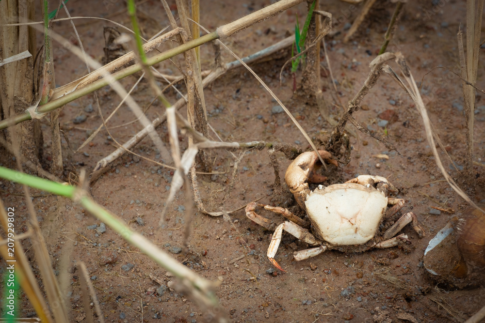 crab death in field on ground