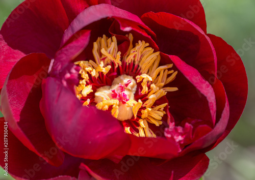 Canvas Print Blooming Dark red peonies in the garden, burgundy color, close-up, macro