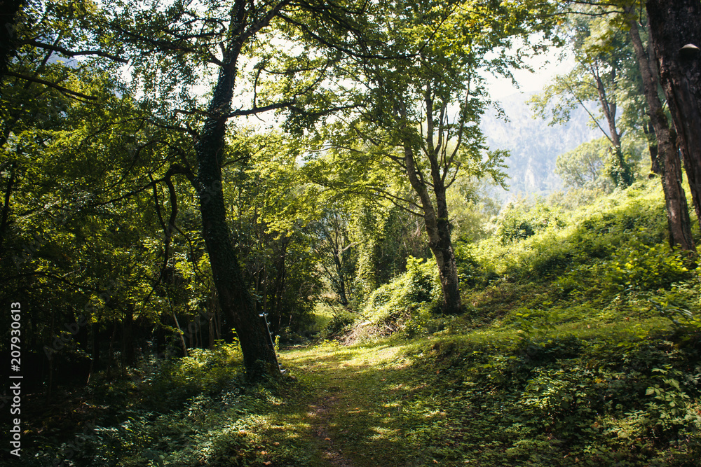 A mystical forest with fog and shining behind trees. Road through dense forest, summer day. backlight in wood