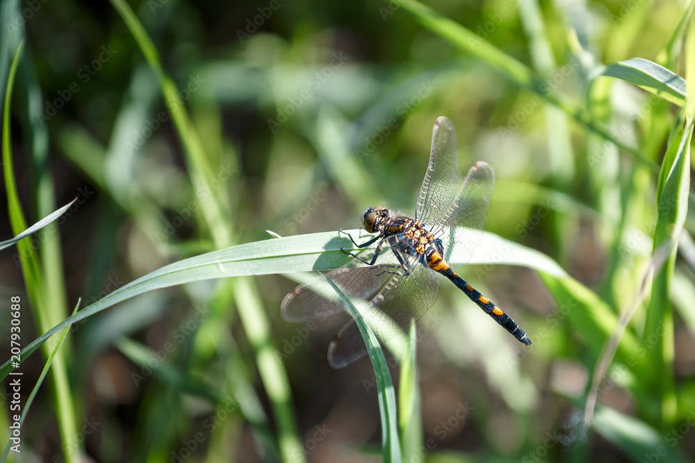 Dragonfly sitting in the grass
