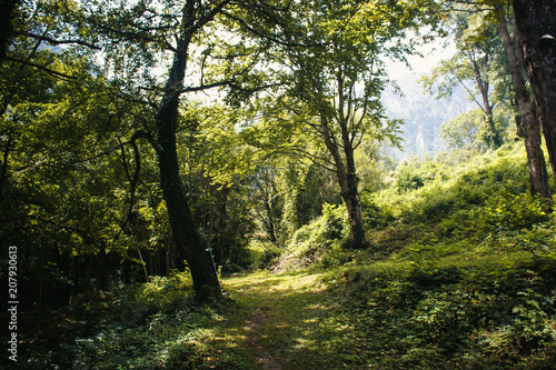 A mystical forest with fog and shining behind trees. Road through dense forest  summer day. backlight in wood