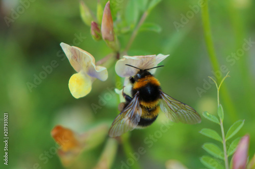 Bee collecting pollen © Antonic.supi