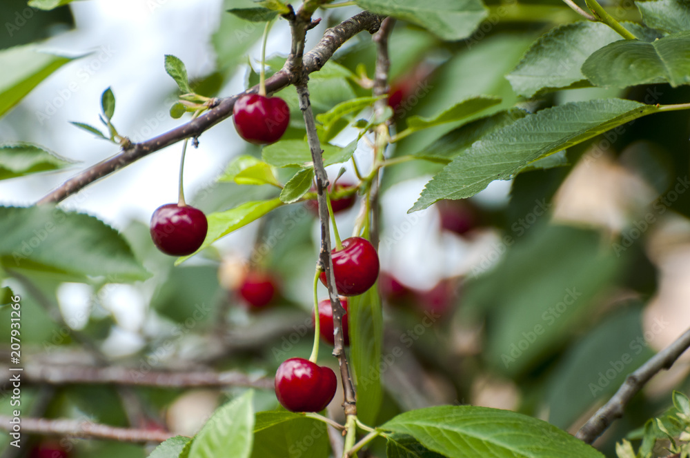 Mature cherries on a tree