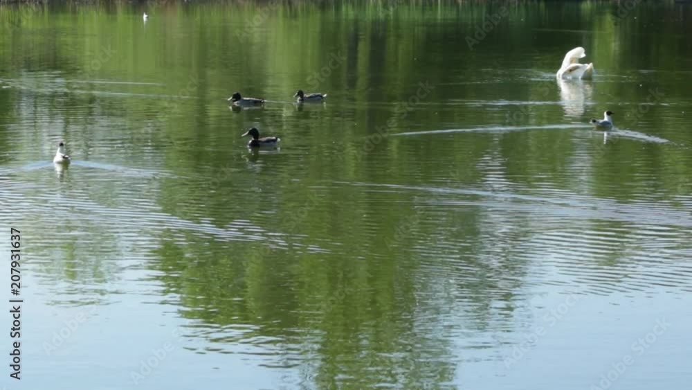 Beautiful lake with waterfowl: swan, ducks and seagulls Beautiful lake with waterfowl: swan, ducks and seagulls