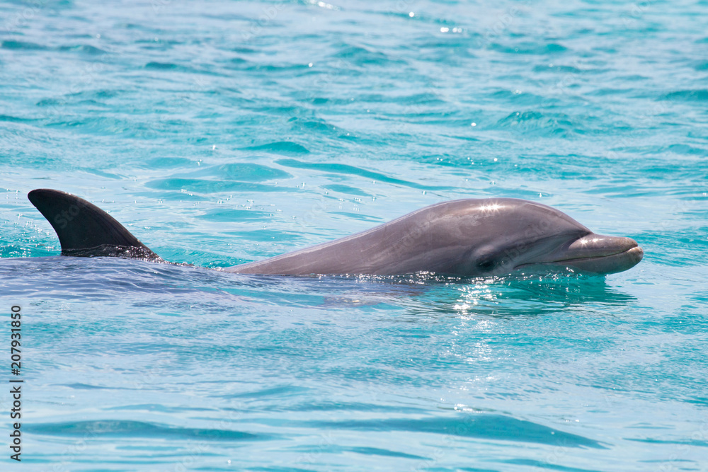 Fototapeta premium Schöner Delfin im Meer