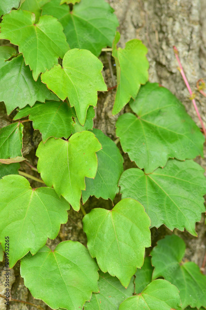 Obraz premium Tree and ivy leaves