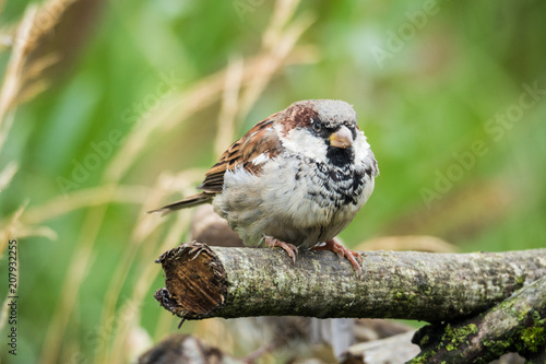 Sparrow Close-up