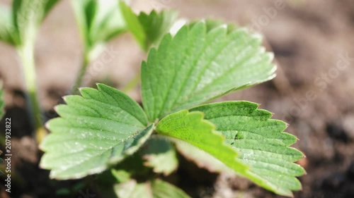 Wallpaper Mural Strawberry leaf at the garden Torontodigital.ca