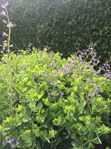 Blue False Indigo flowering plant 