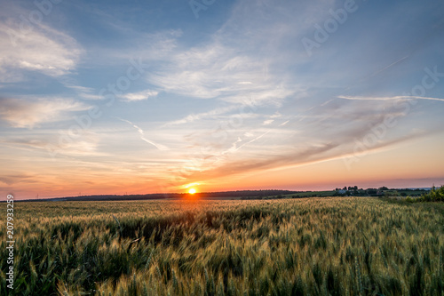 Kornfeld bei Sonnenuntergang