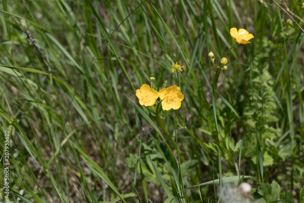 Obraz premium yellow field flower on a green background
