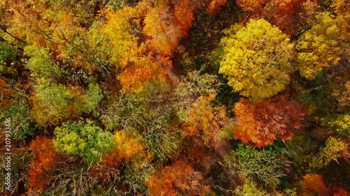 Wallpaper Mural Flight over tree top above autumn forest. Torontodigital.ca