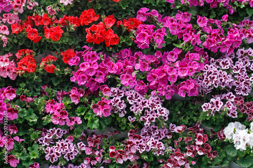 Fototapeta Naklejka Na Ścianę i Meble -  Background or texture of colorful royal flowers of geranium