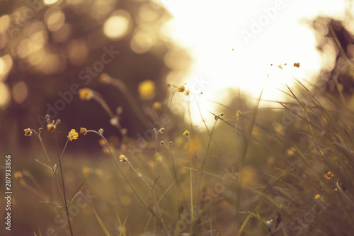 Summer meadow flowers at sunset