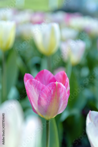 Tulip (Tulipa) with large, showy, and brightly pink and yellow flowers in bloom, growing in a flowerbed in a botanic garden
