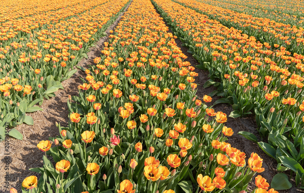 cultivation of tulips in the flower bulb region of Bollenstreek, Netherlands