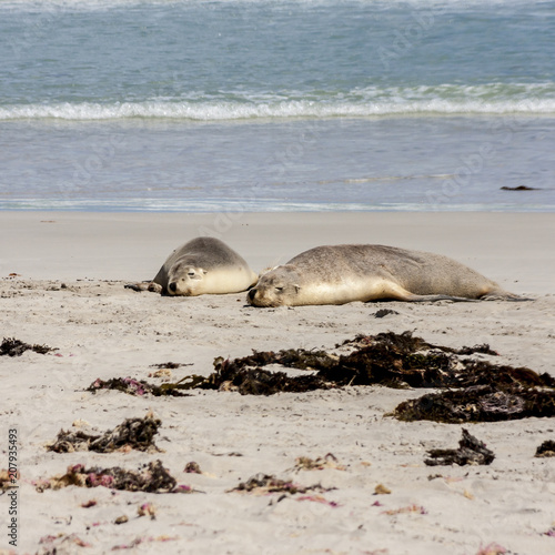 Australian Sea Lions (Neophoca cinerea) sleeping on Kangaroo Island beach, South Australia, Seal bay