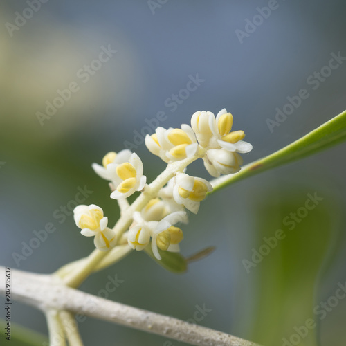 Foto Macro Photography of Olive Tree Flowers in Spring