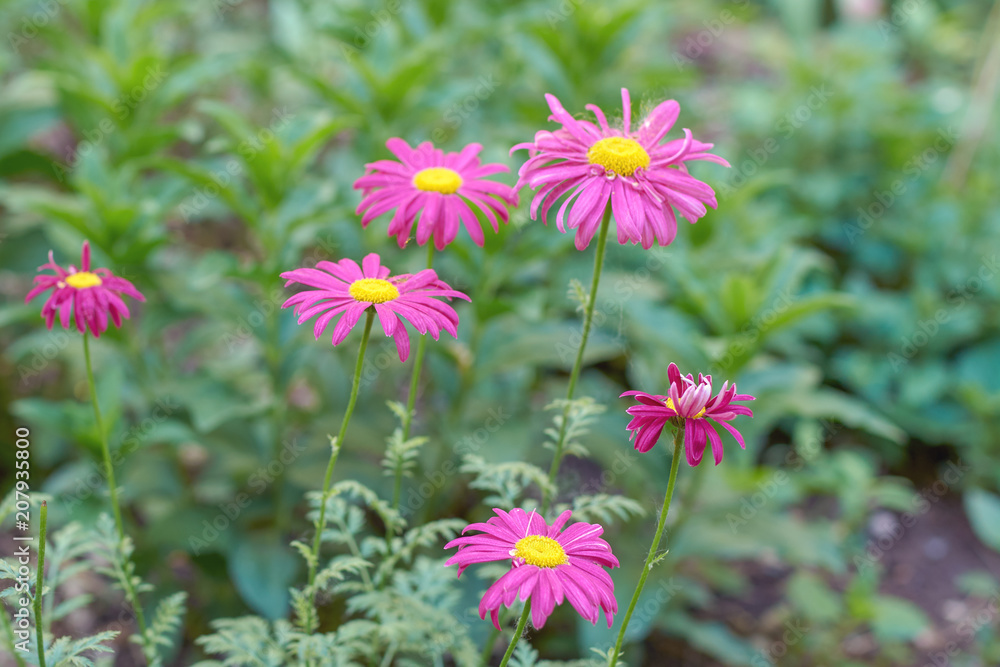 Fototapeta premium Vibrant pink Aster Dumosus flowers