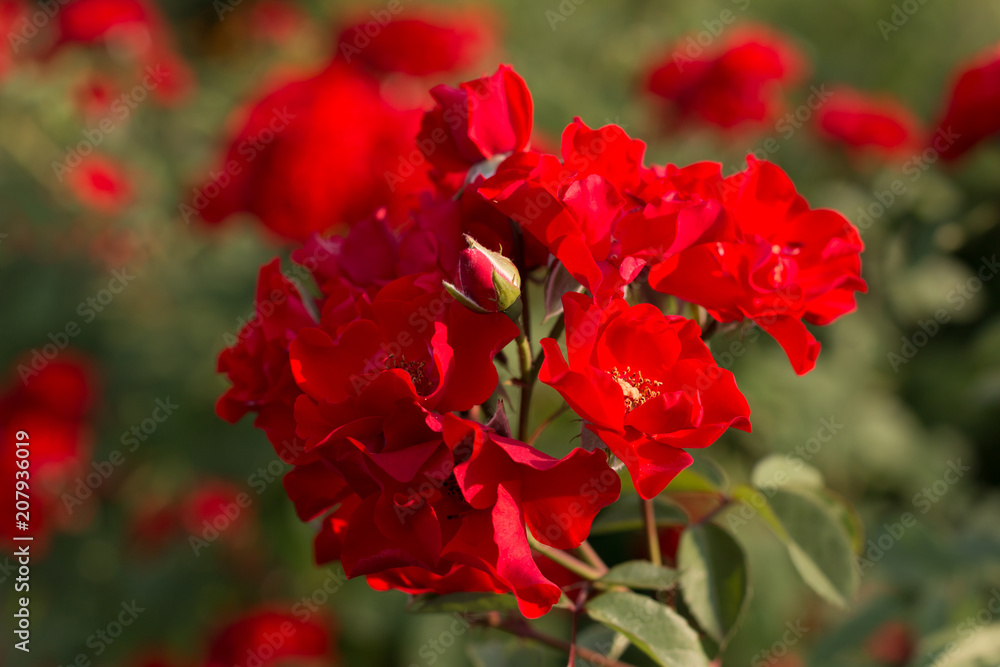 bush red roses bush red roses