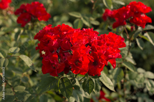 bush red roses