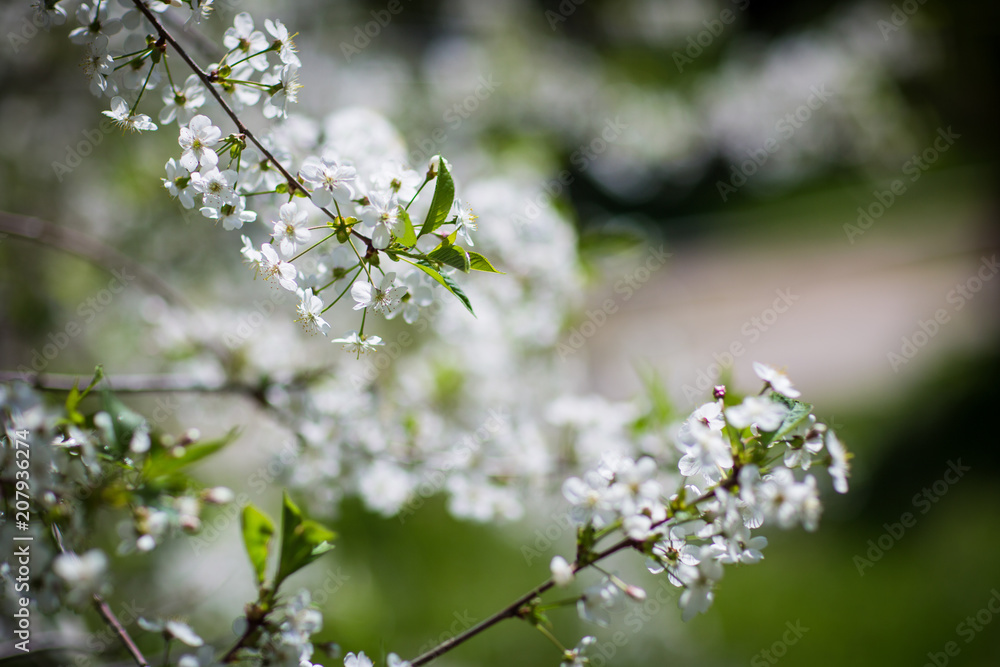 flowering trees, spring