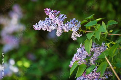 Wallpaper Mural flowering trees, spring Torontodigital.ca