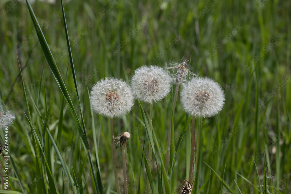 three dandelions on green grass