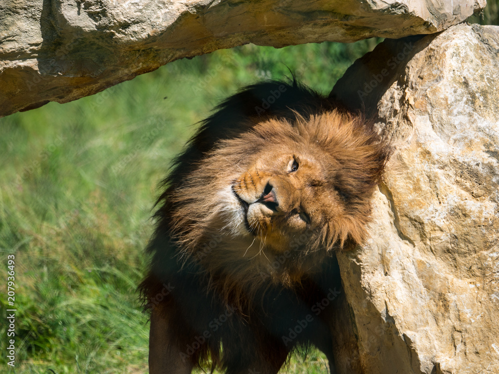 Naklejka premium Lion