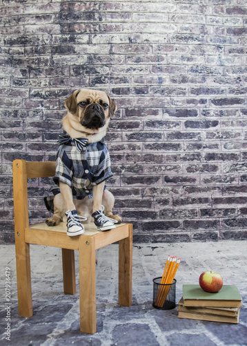 Cute pug dog wearing plaid shirt and running shoes sitting on a chair going to school 