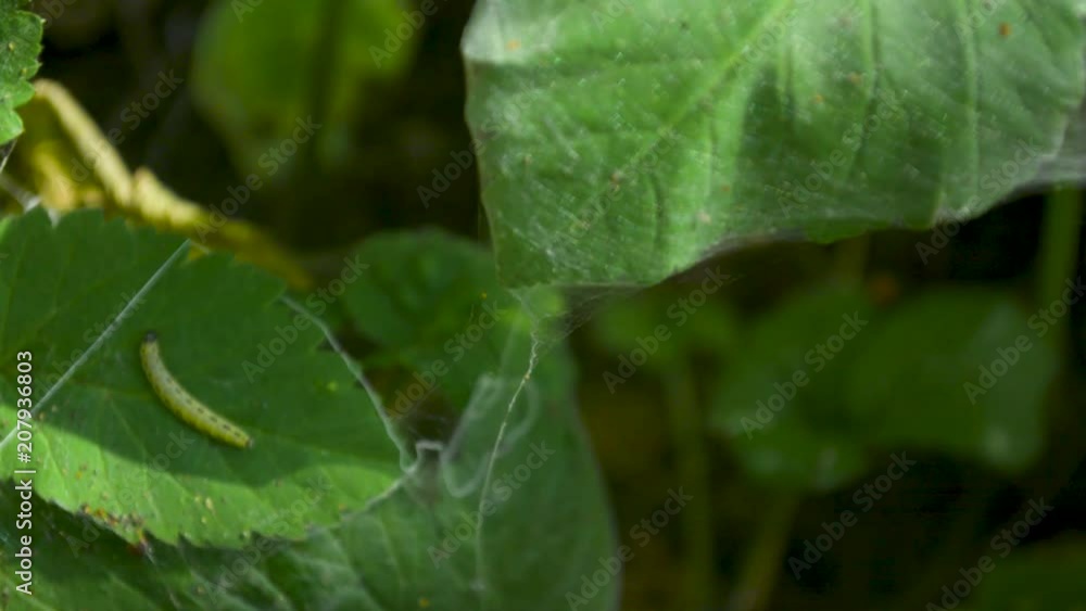 Catepillar larva worm crawling on plant leaf surface covered in cobweb tissue Catepillar larva worm crawling on plant leaf surface covered in cobweb tissue