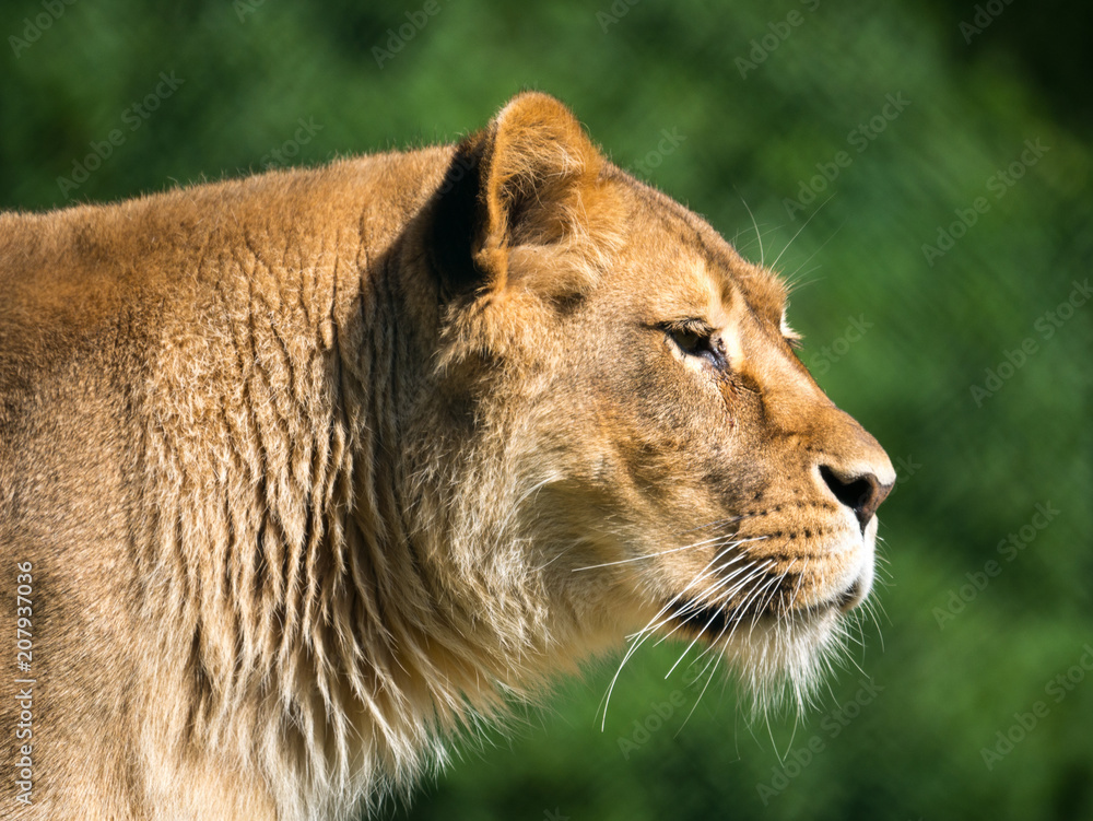 Naklejka premium Lion