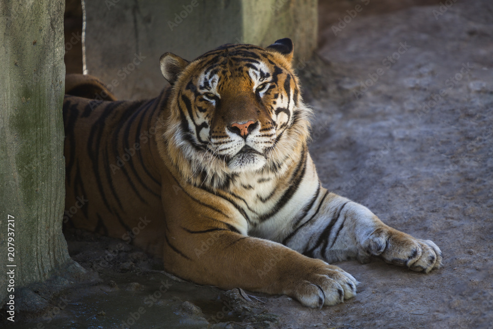 Fototapeta premium Tigre 