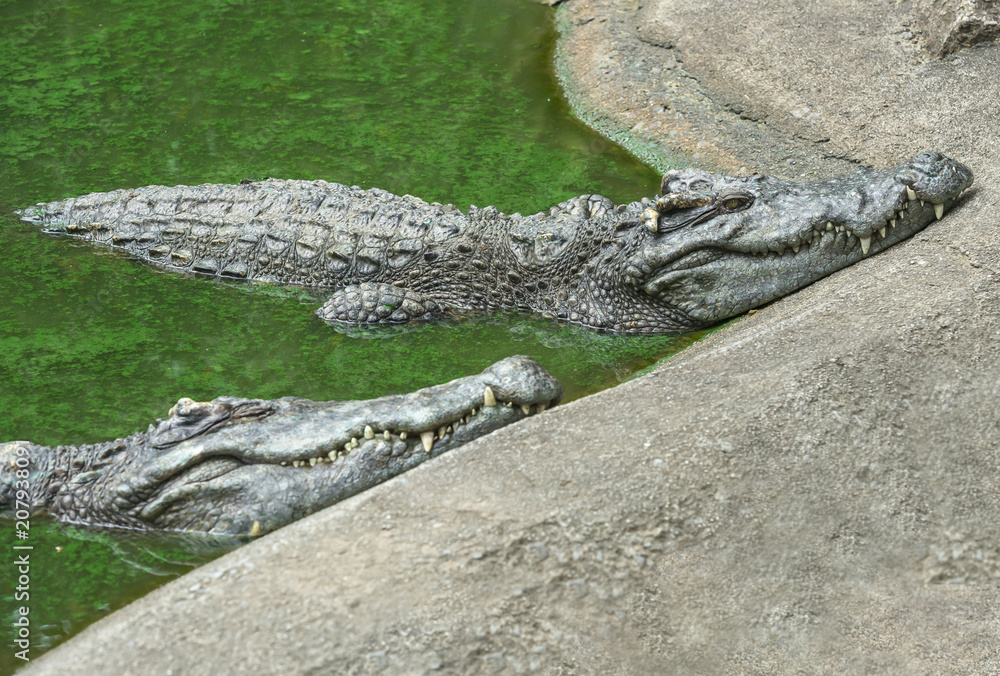 Naklejka premium Crocodile in green water