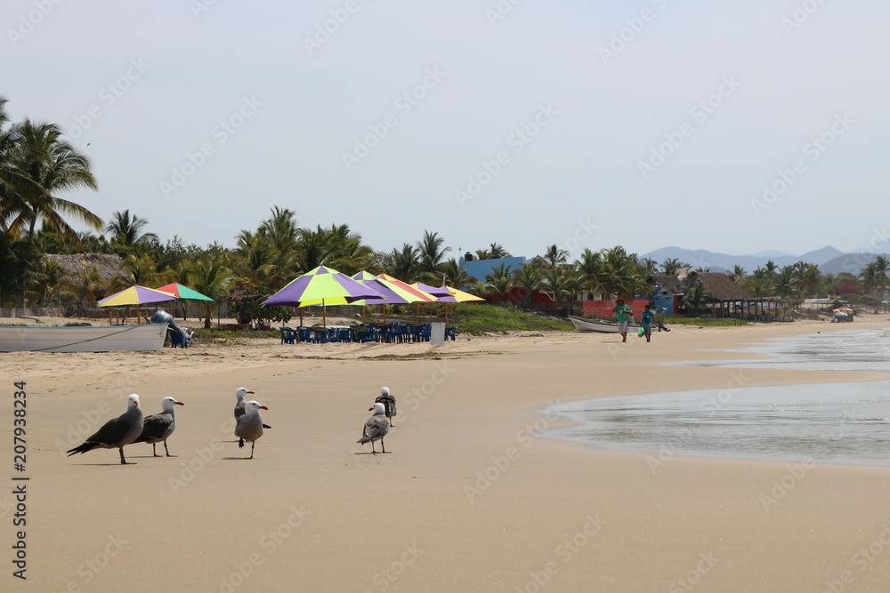 Fototapeta premium Gaviotas en Playa Punta Perula 