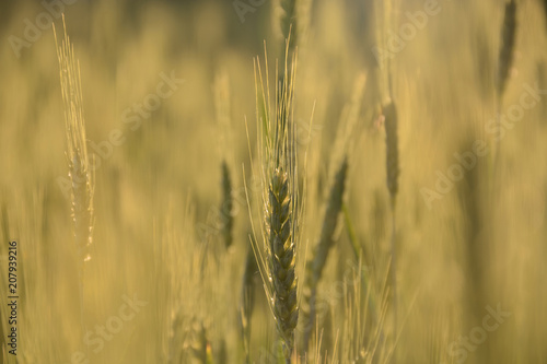 Nature blurred background. Growing bread