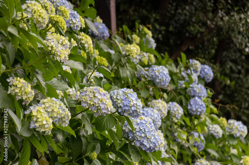 Hydrangea of Asukayama Park in Kita Ward, Tokyo, Japan / Asukayama park is a public park in Kita Ward, Tokyo, Japan photo