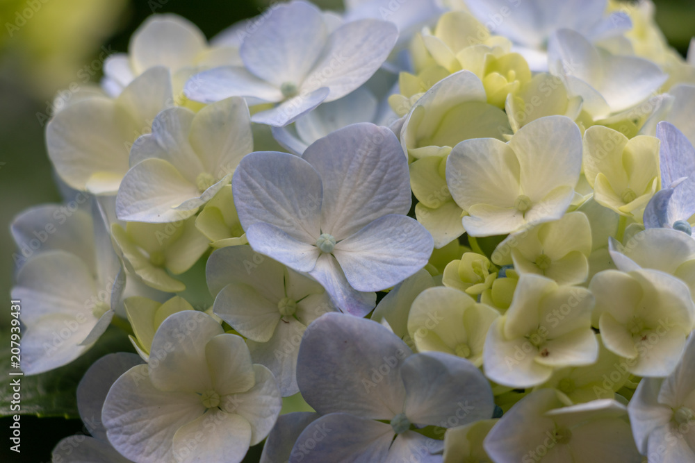 Hydrangea of Asukayama Park in Kita Ward, Tokyo, Japan / Asukayama park is a public park in Kita Ward, Tokyo, Japan Hydrangea of Asukayama Park in Kita Ward, Tokyo, Japan / Asukayama park is a public park in Kita Ward, Tokyo, Japan