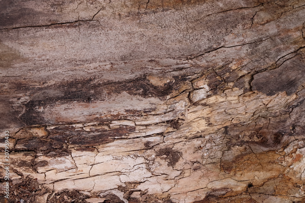 Fototapeta premium timber wood texture. background