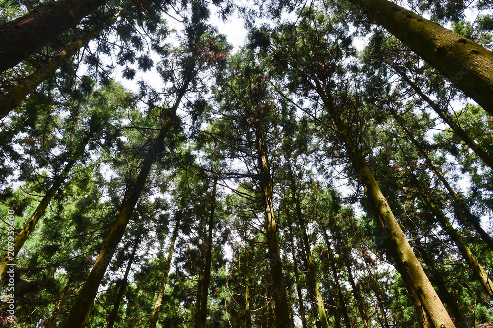 Fototapeta premium The Saryeoni forest path is designated as a Biosphere Reserve by UNESCO. The main types of tree are Cedar and Cypress which are high and dense, The sky and sunshine are seen through the trees.